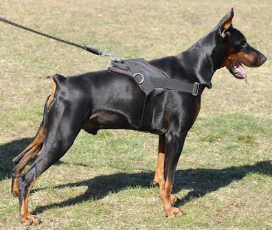 Doberman pinscher nylon dog harness with handle and D
rig for walking, tracking,training,buy this harness click
here!