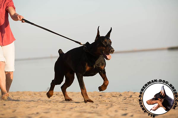 Doberman leather leash of lightweight material with brass plated hardware for better comfort