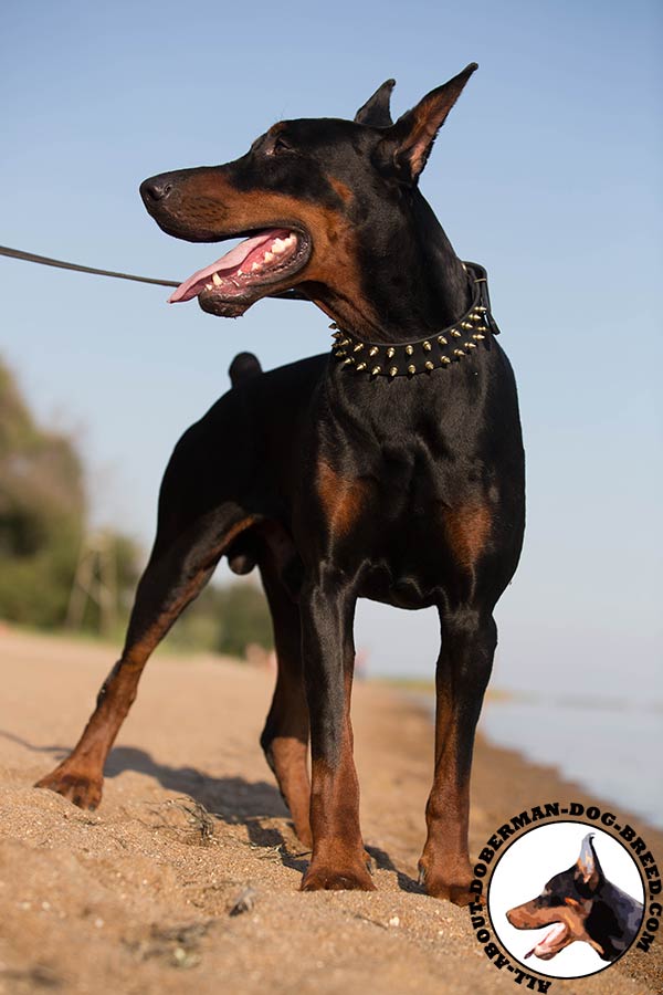 Doberman leather leash with non-corrosive hardware for daily activity