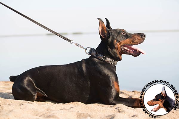 Doberman leather leash with rust-resistant nickel plated hardware for daily walks