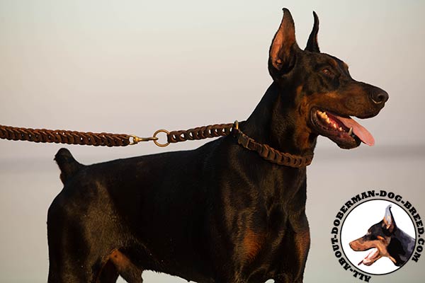 Doberman leather leash with rust-proof hardware for walking