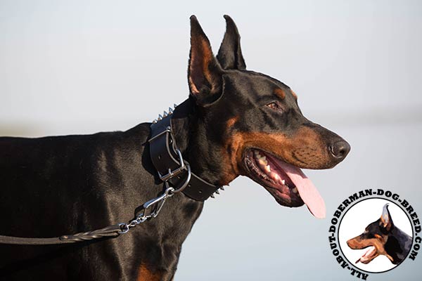 Doberman leather leash with rustless hardware for any activity