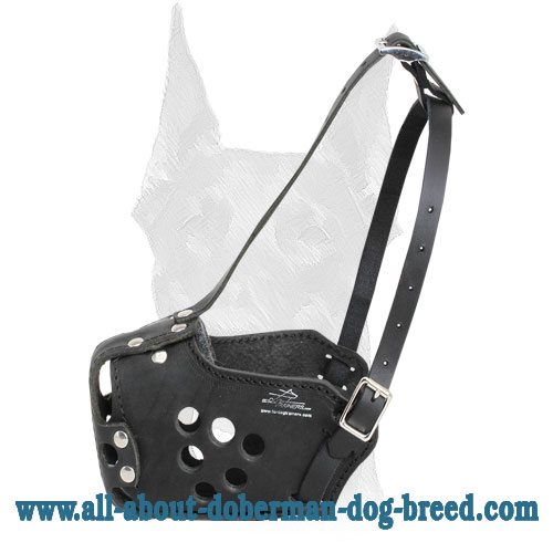 Perfect fit training muzzle for Doberman