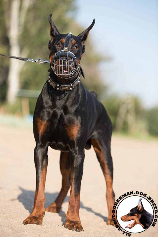 Doberman wire basket muzzle for air circulation with nickel plated hardware for walking