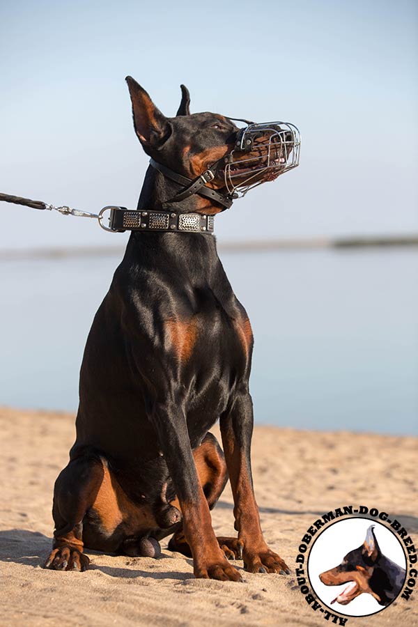 Doberman wire basket muzzle with non-corrosive fittings for professional use