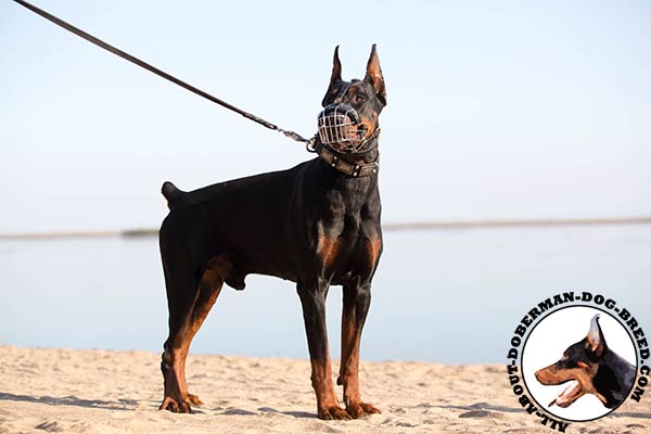 Doberman wire basket muzzle with rust-proof hardware for daily activity