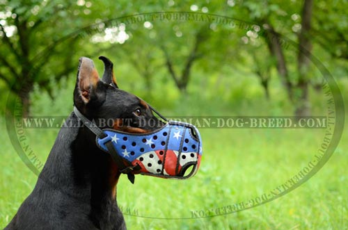 Utmost comfort Doberman leather muzzle with front steel bar
