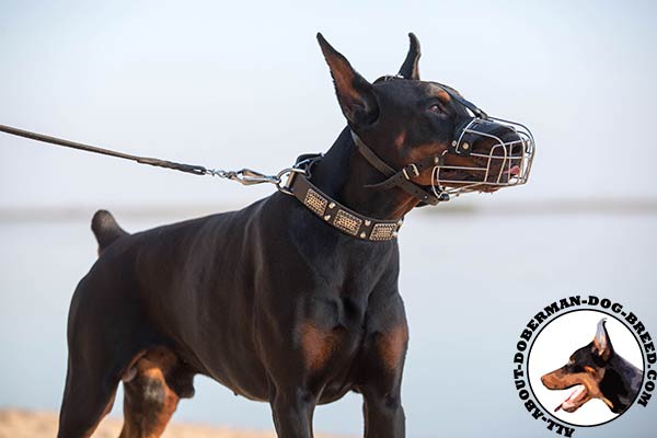 Training and walking wire muzzle for Doberman
