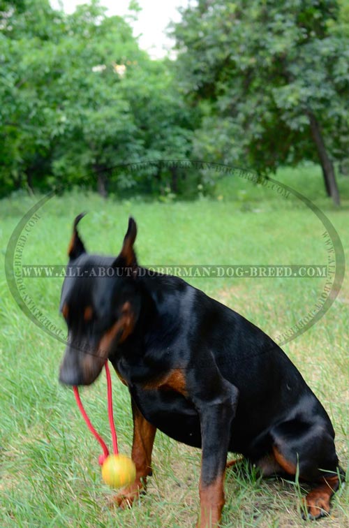 High quality rubber ball on a rope for Doberman