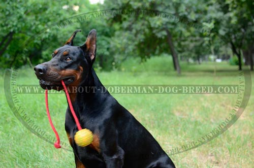Doberman dog toy of full rubber on a rope