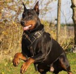 Custom Adjustable Dog Harness fo Doberman Pinschers -H1