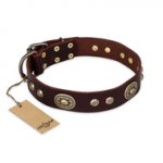 'Breath of Elegance' FDT Artisan Decorated with Plates Brown Leather Doberman Collar