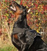Nylon Dog Harness for Doberman - Full Adjustable Dog Harness