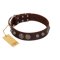 "Choco Brownie" FDT Artisan Brown Leather Doberman Collar Adorned with Silver-Like Conchos