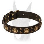 Leather Doberman Collar With Bright Mix of Brass Decorations