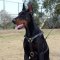 Light in Weight Adjustable Leather Dog Harness for Doberman Walking and Training
