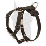 Super soft leather Doberman puppy harness studded with cones