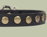 Studded Leather Puppy Collar for Doberman puppy