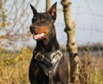 Doberman Leather Dog Harness for Training,tracking,walking a dog
