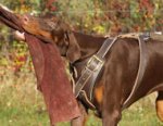 Dog Harness with handle for Doberman - Doby Leather Dog Harness