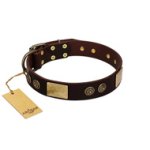 "Bow-Wow Effect" FDT Artisan Brown Leather Doberman Collar with Plates and Ornate Studs
