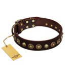 "Street Fashion" FDT Artisan Brown Leather Doberman Collar Adorned with Circles and Skulls