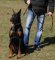 Cord nylon dog leash for large dogs like Doberman,Rottweiler