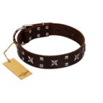"Bigwig Woof" FDT Artisan Brown Leather Doberman Collar with Chrome Plated Stars and Square Studs