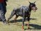 Exclusive style royal studded Doberman leather harness
