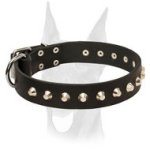 Wide stylish Doberman collar with nickel cones