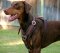 Exclusive handcrafted soft padded leather Doberman harness