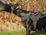 Patrol and Tracking harness for Doberman