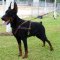 Fleece Padded Harness for Doberman-everyday dog harness
