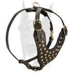 Exclusive style Doberman leather studded harness