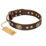 'One-of-a-Kind' FDT Artisan Handcrafted Brown Leather Dog Collar with Decor