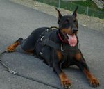 Nylon walking dog harness for Doberman with handle