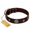 "Magic Stones" FDT Artisan Brown Leather Doberman Collar with Chrome Plated Brooches and Studs