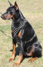 Leather Spiked Handcrafted Harness for Doberman