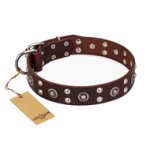 'Pirate Treasure' FDT Artisan Exciting Brown Leather Doberman Dog Collar with Studs