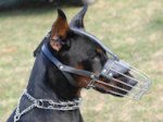 Dog muzzle to stop a Doberman from chewing things up