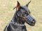 Everyday Lightweight Super Ventilation Doberman muzzle