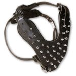 Spiked 2-Ply Latigo Harness for Doberman