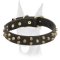Comfortable and safe leather Doberman collar with symmetrical brass pyramids