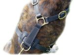 Ultimate Tracking Harness for Doberman
