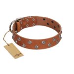 "Waltz of the Flowers" Handmade FDT Artisan Tan Leather Doberman Collar with Chrome-plated Engraved Studs