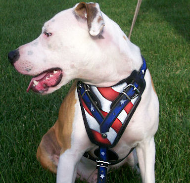 American Flag Leather Dog Harness usa Doberman