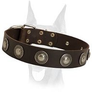 Luxury handcrafted leather collar with silver conchos for Doberman