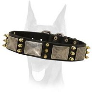 The best spiked leather collar with massive nickel plates for your Doberman