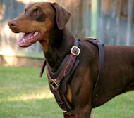 Exclusive handcrafted soft padded leather Doberman harness