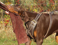 Dog Harness with handle for Doberman - Doby Leather Dog Harness